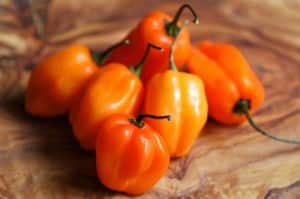 Habanero-Pepper-Plant-Very-Very-Hot-0